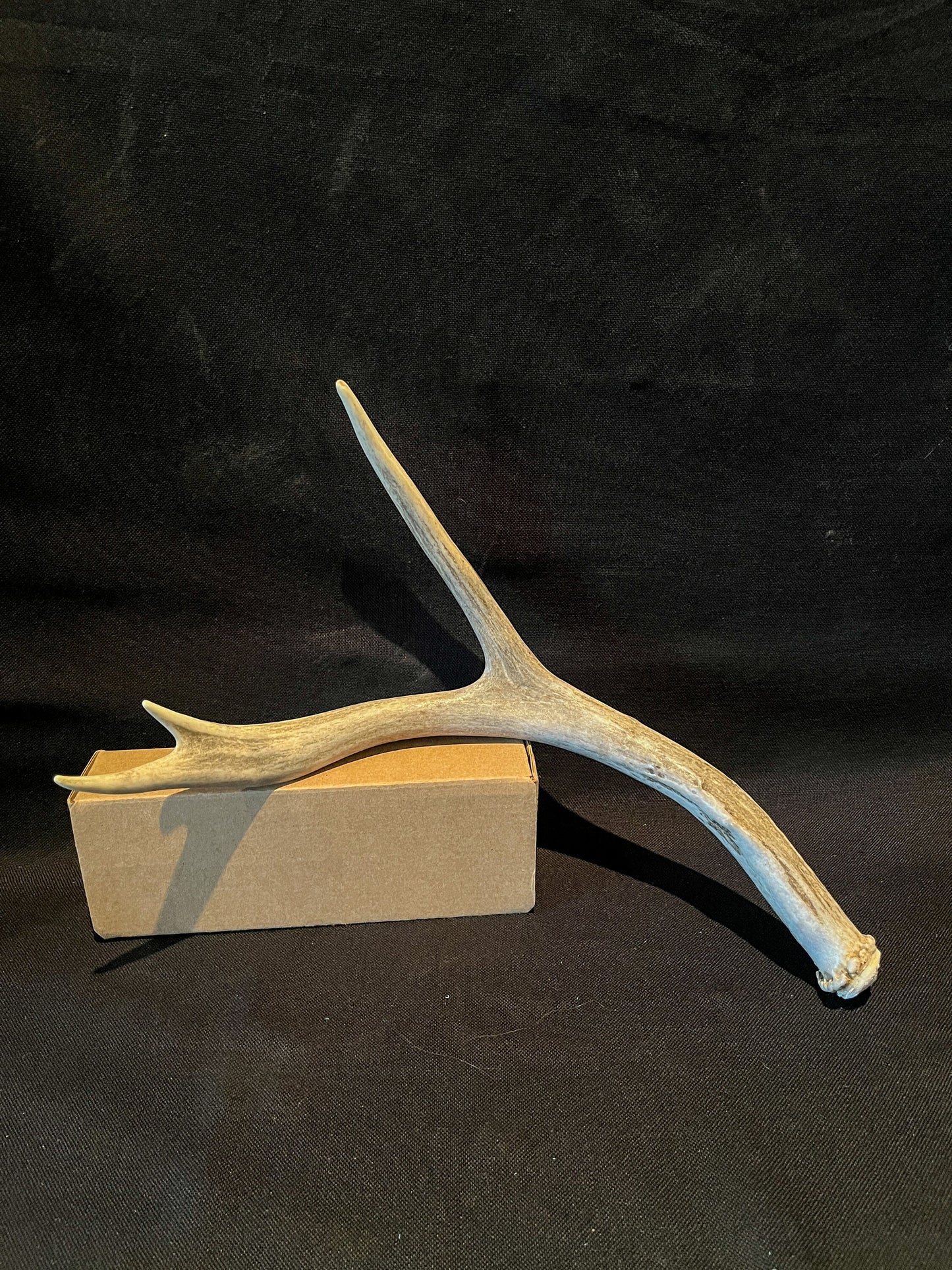 Mule deer antler. Fresh, Brown / Beige Rustic Cabin Decor Piece and Table Centerpiece.