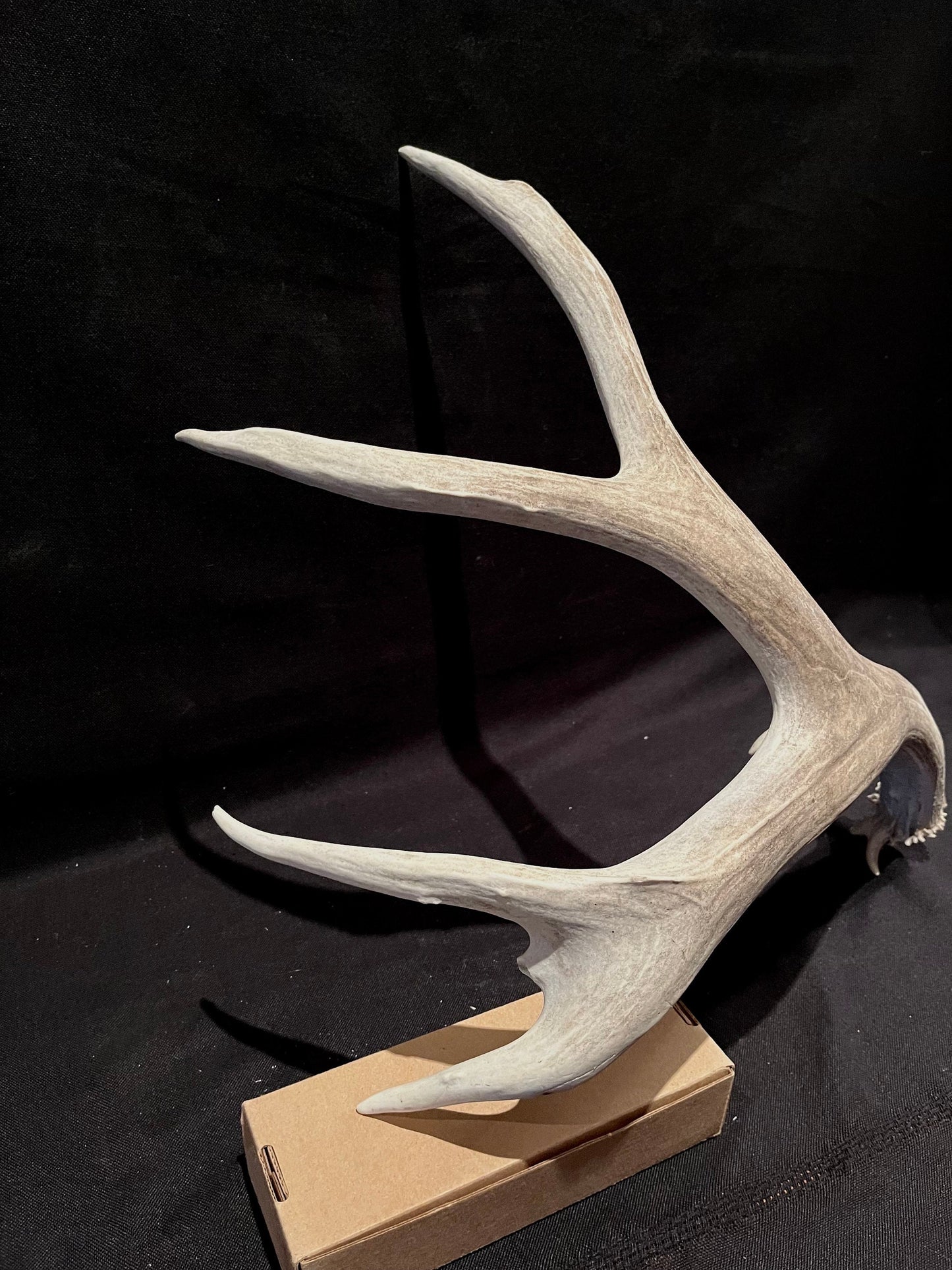 Deer Antler - Impressive Mule Deer Antler. Horns. Massive Deer Horn/Antler, Cabin, Rustic style decoration and crafting!