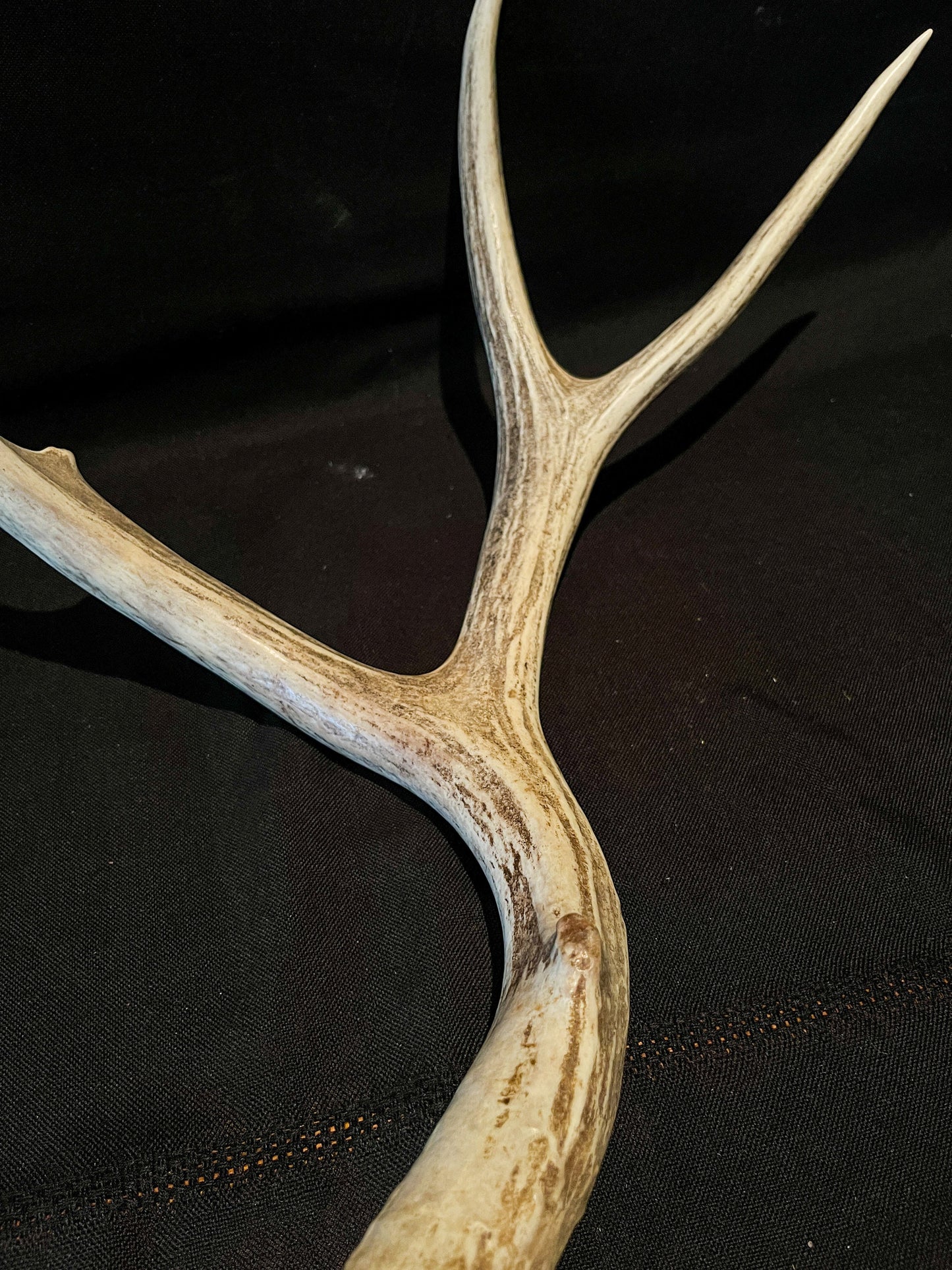 Mule deer antler. Fresh, Brown / Beige Rustic Cabin Decor Piece and Table Centerpiece.