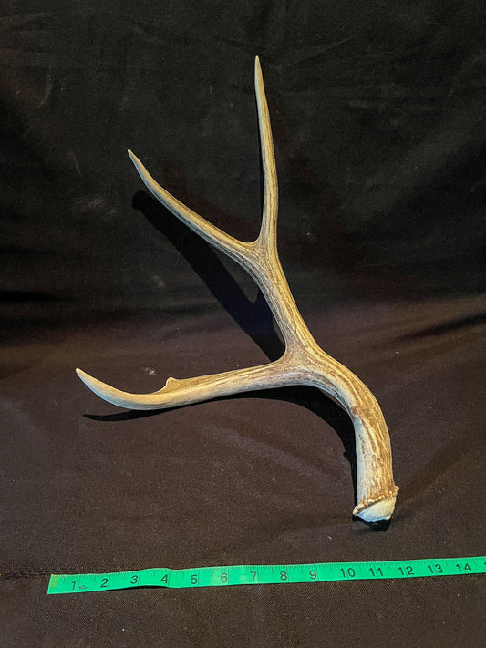 Mule deer antler. Fresh, Brown / Beige Rustic Cabin Decor Piece and Table Centerpiece.