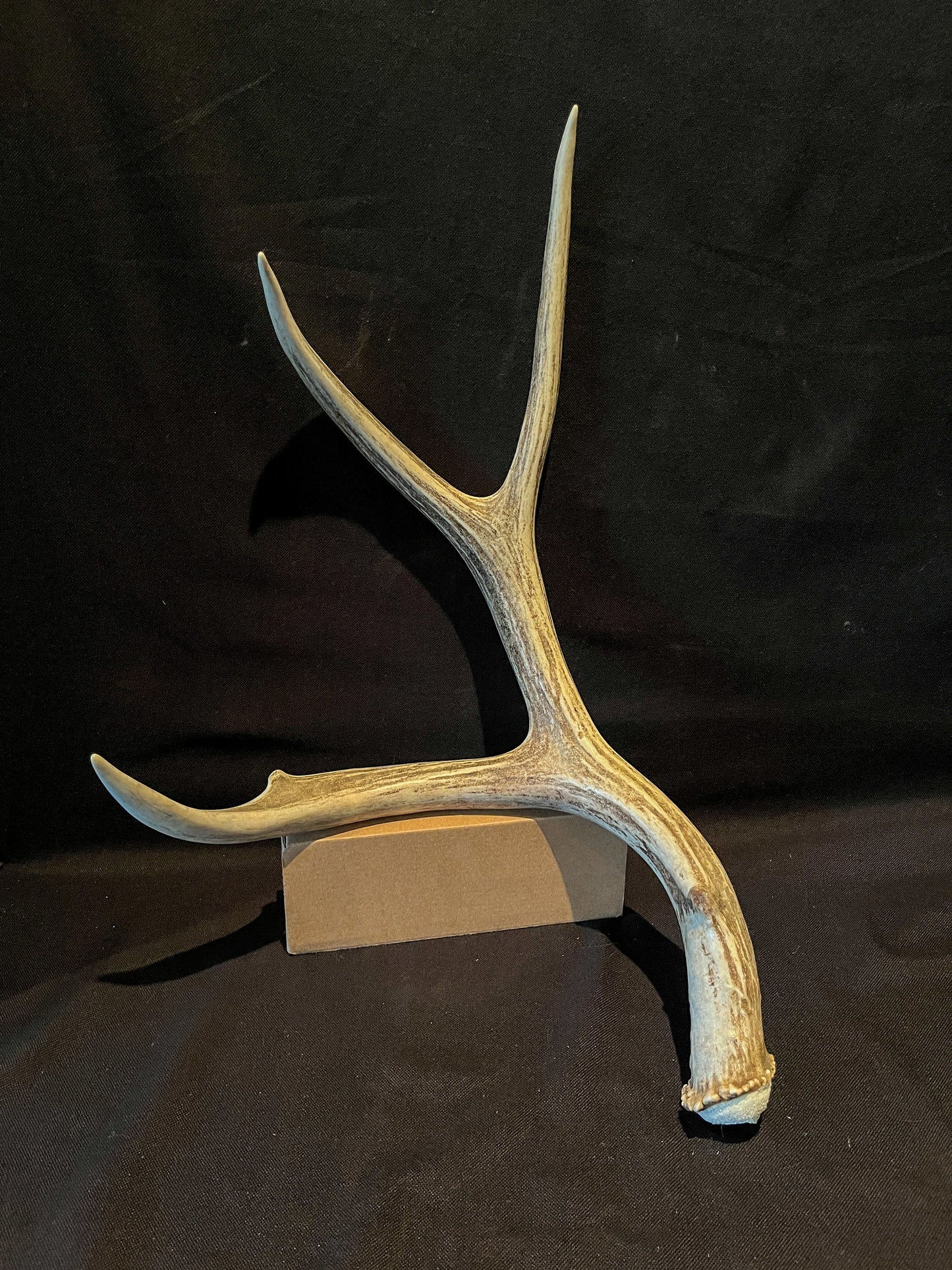 Mule deer antler. Fresh, Brown / Beige Rustic Cabin Decor Piece and Table Centerpiece.