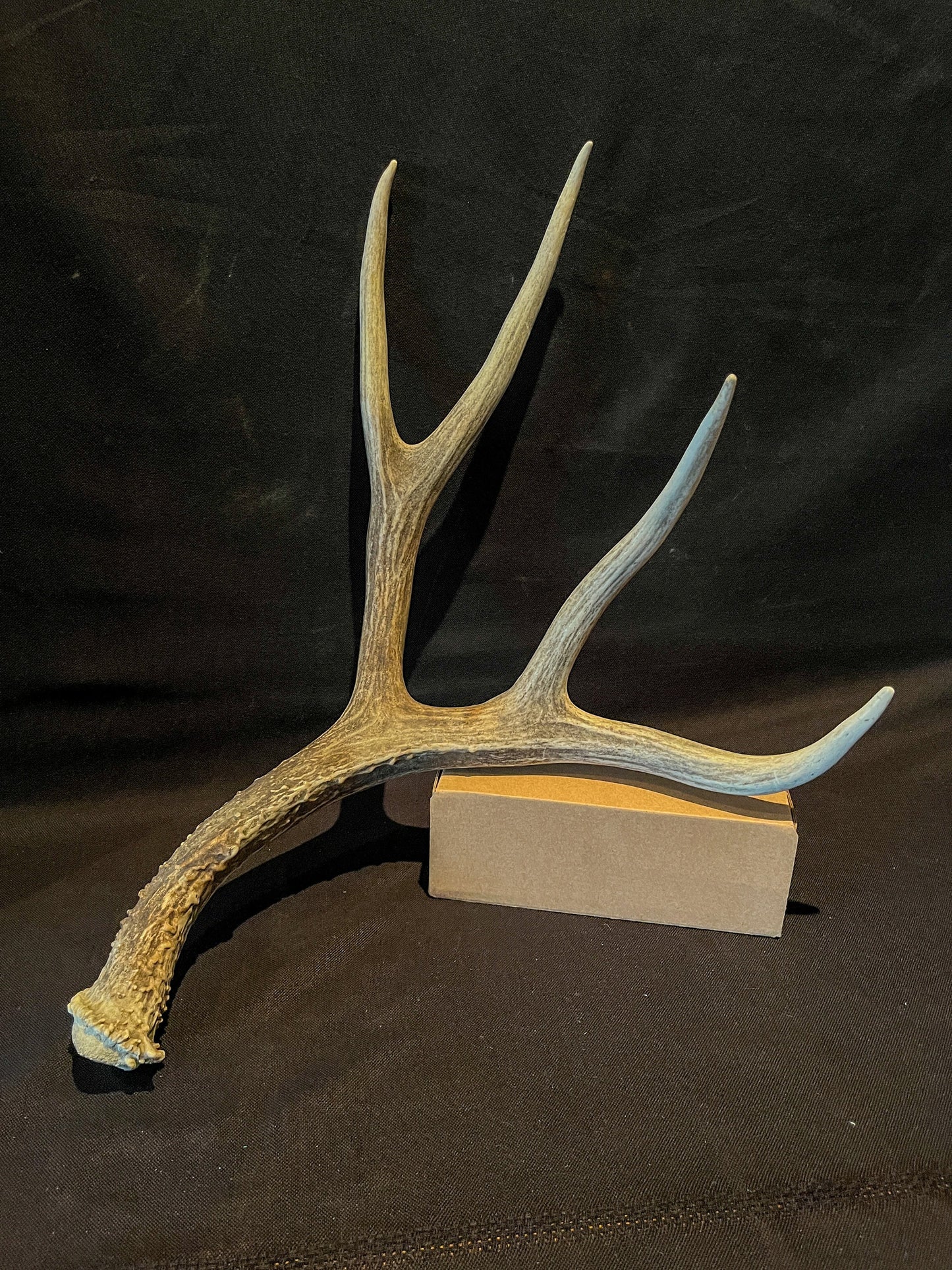 Mule Deer. XL Brown antler. Naturally sourced Country collectible.