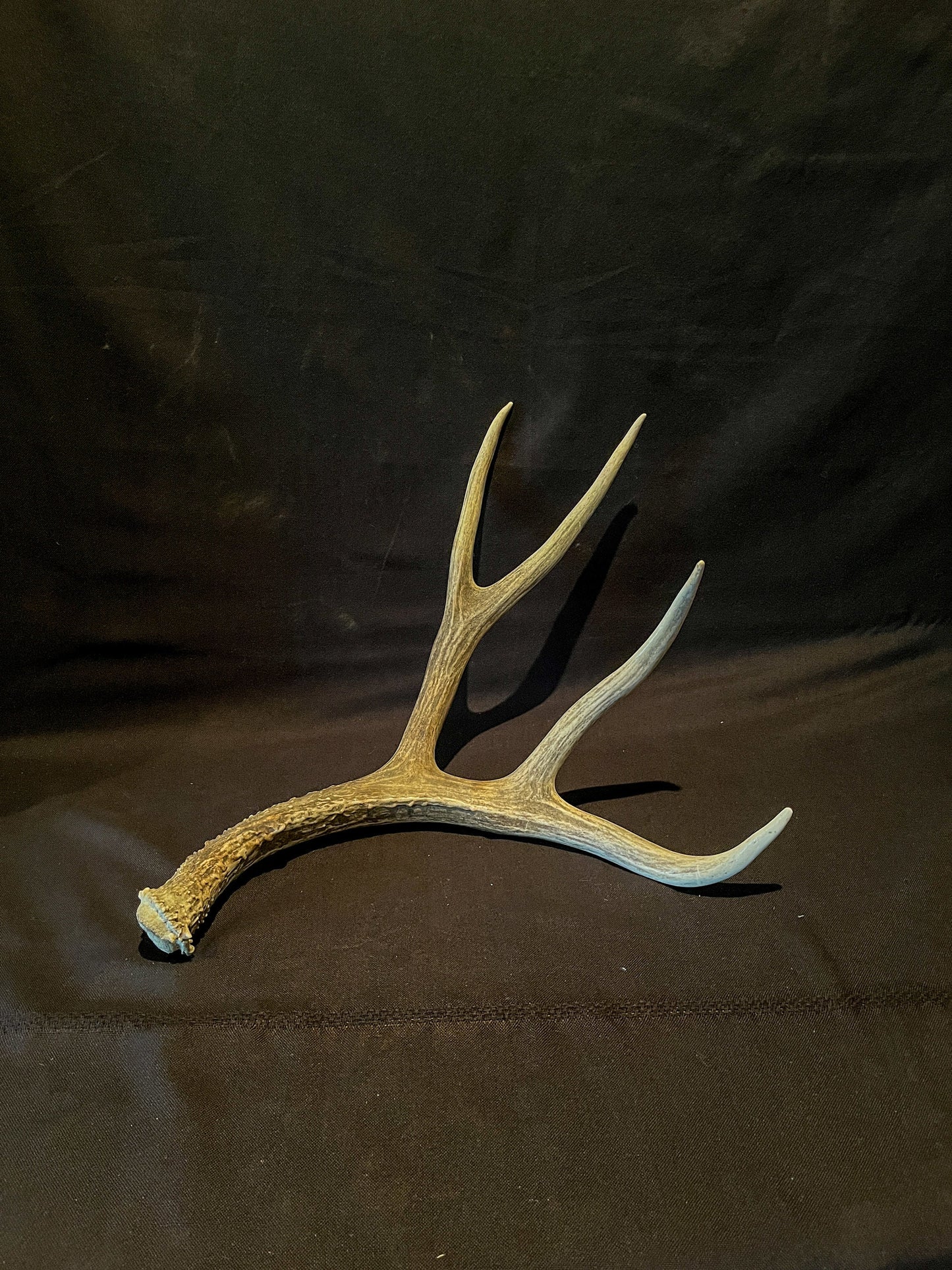 Mule Deer. XL Brown antler. Naturally sourced Country collectible.