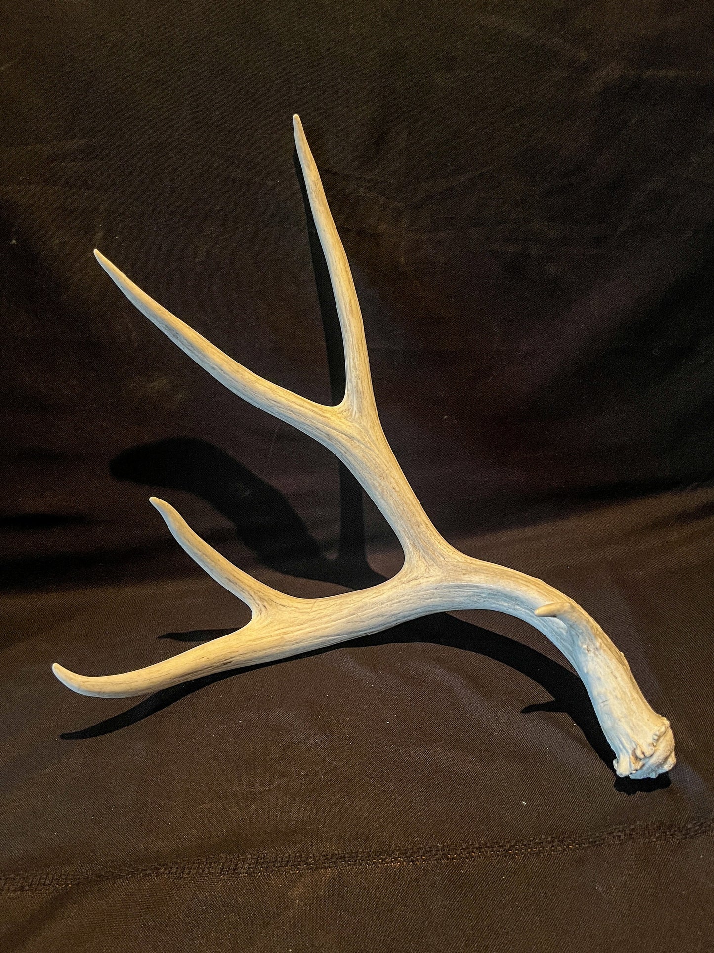 Huge Mule Deer Antler. Antler. Crafting, Deer horn, Decoration.