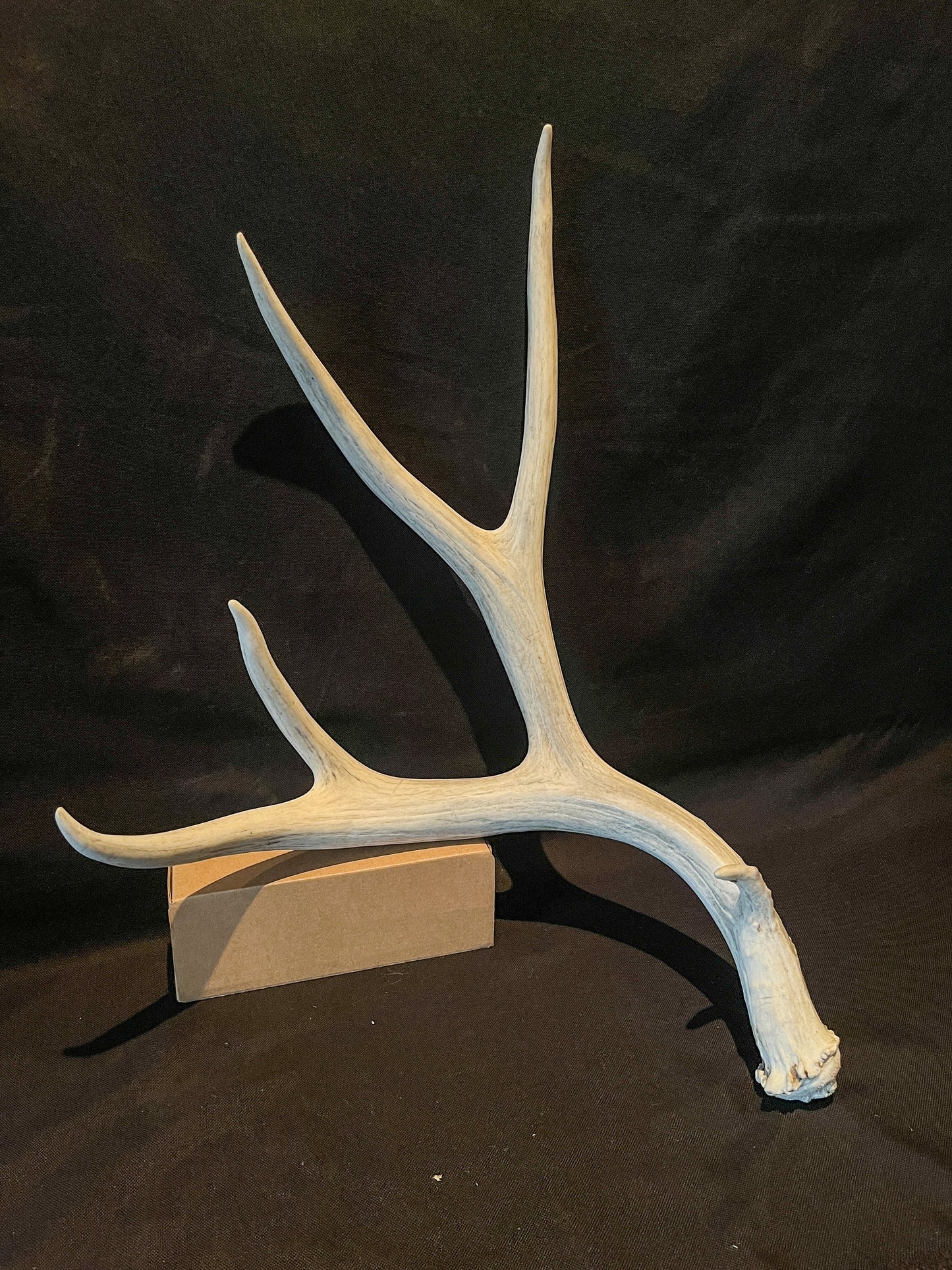 Huge Mule Deer Antler. Antler. Crafting, Deer horn, Decoration.