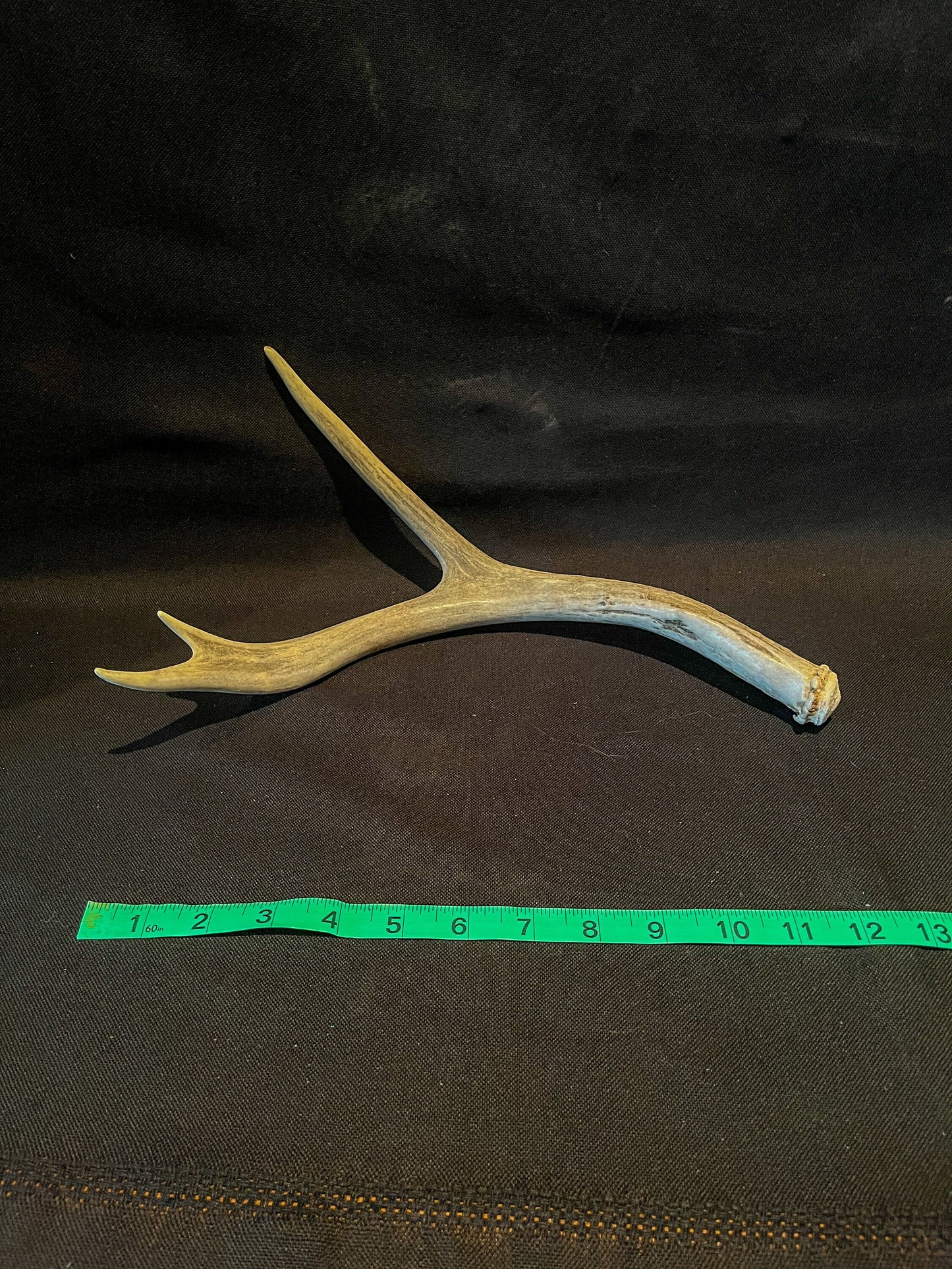 Mule deer antler. Fresh, Brown / Beige Rustic Cabin Decor Piece and Table Centerpiece.