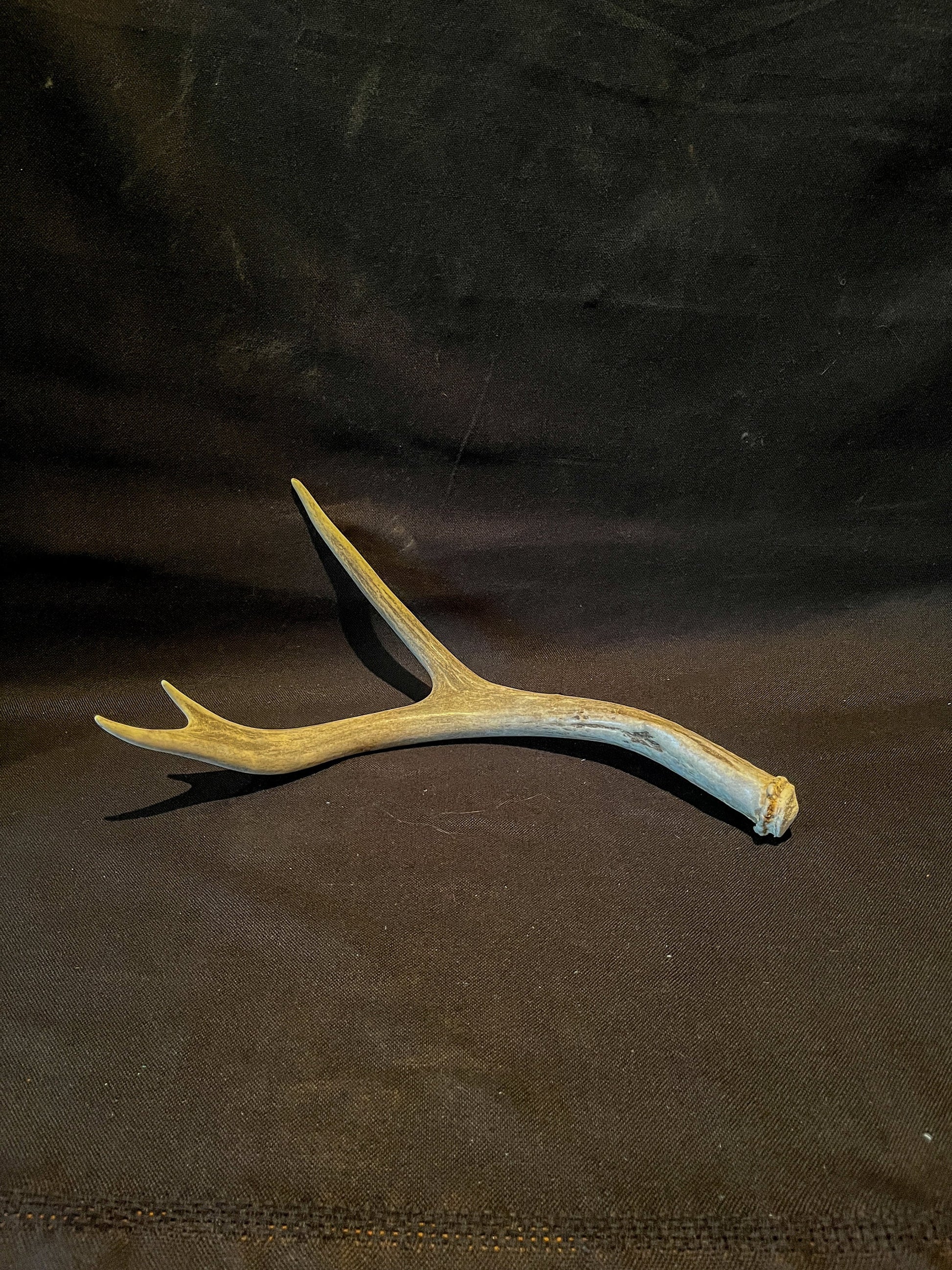 Mule deer antler. Fresh, Brown / Beige Rustic Cabin Decor Piece and Table Centerpiece.