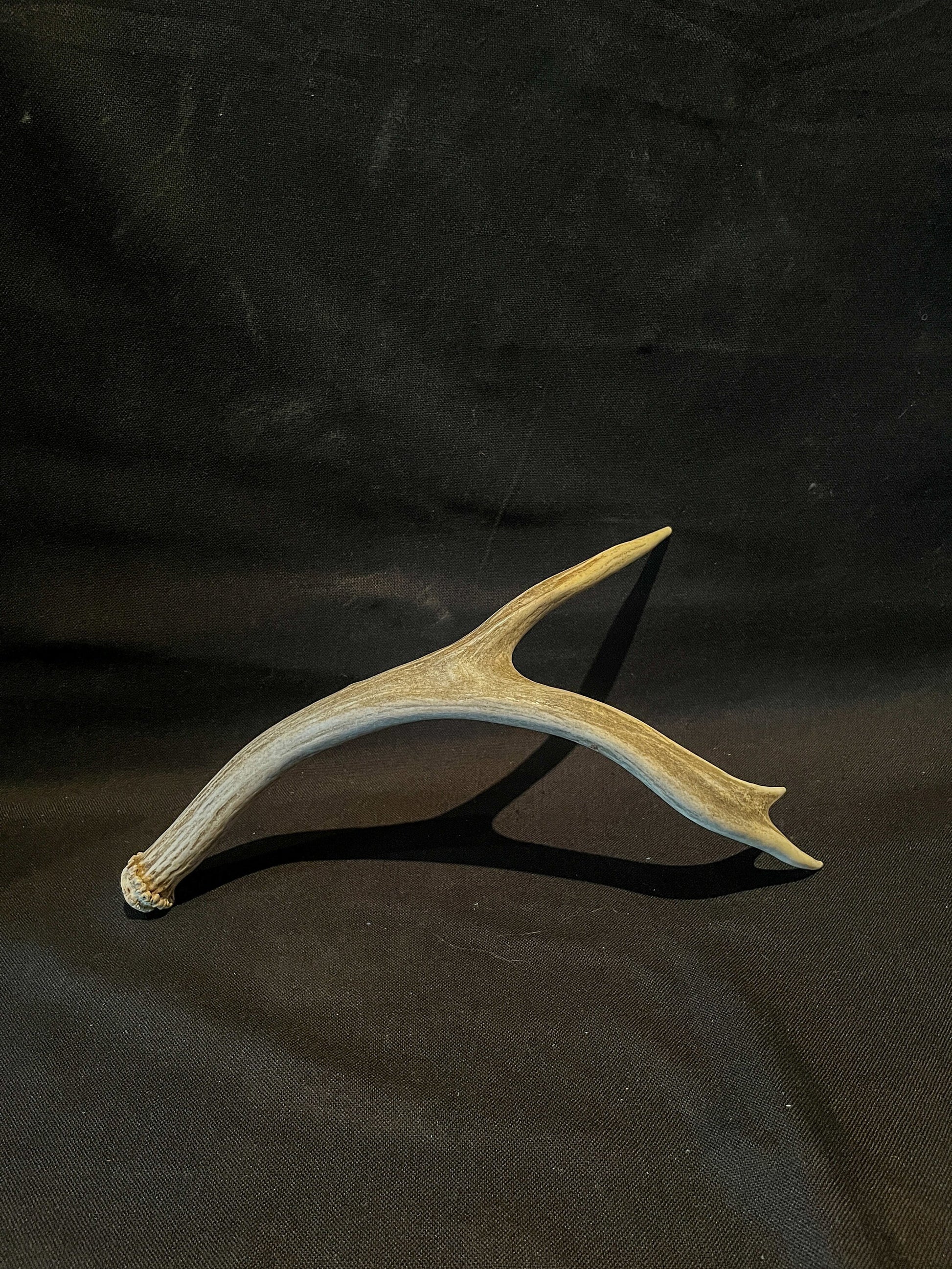 Mule deer antler. Fresh, Brown / Beige Rustic Cabin Decor Piece and Table Centerpiece.