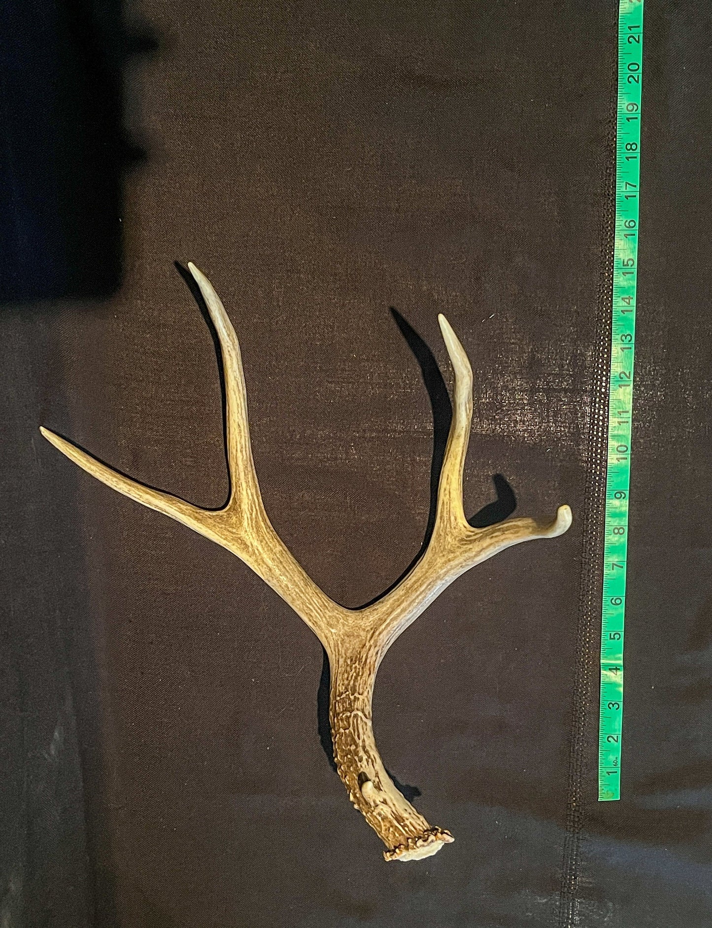 Fresh 4 Point buck deer antler. Brown. Old, Large, and Rustic style decoration.