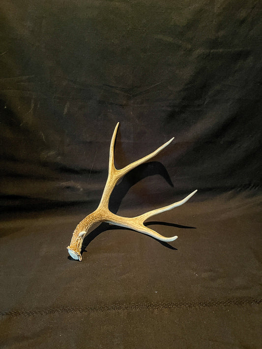 Fresh 4 Point buck deer antler. Brown. Old, Large, and Rustic style decoration.