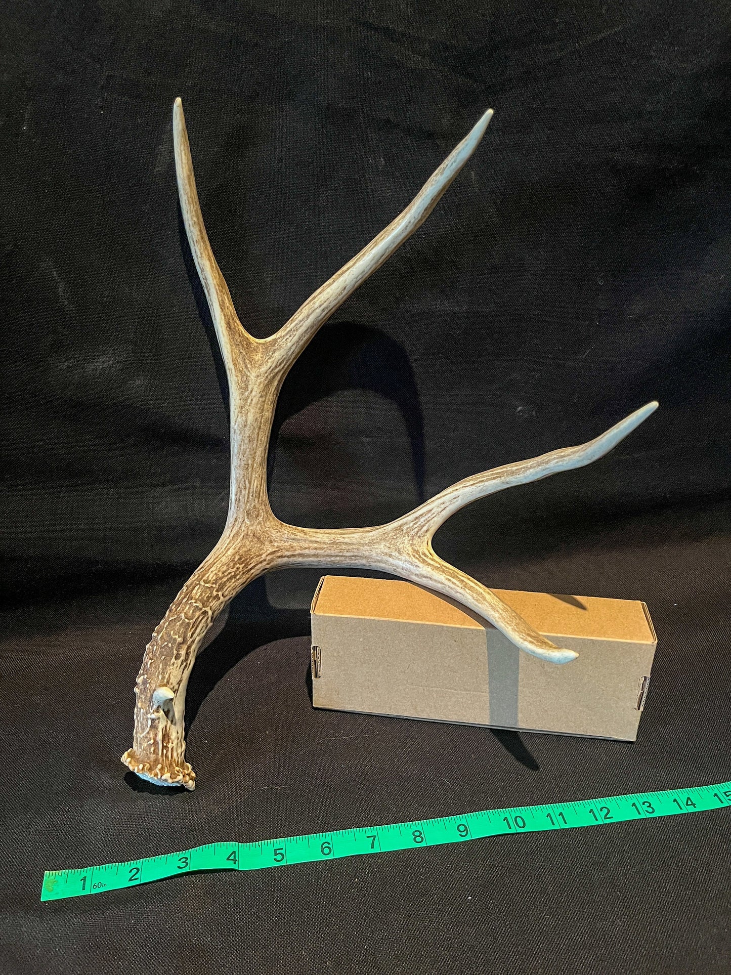 Fresh 4 Point buck deer antler. Brown. Old, Large, and Rustic style decoration.