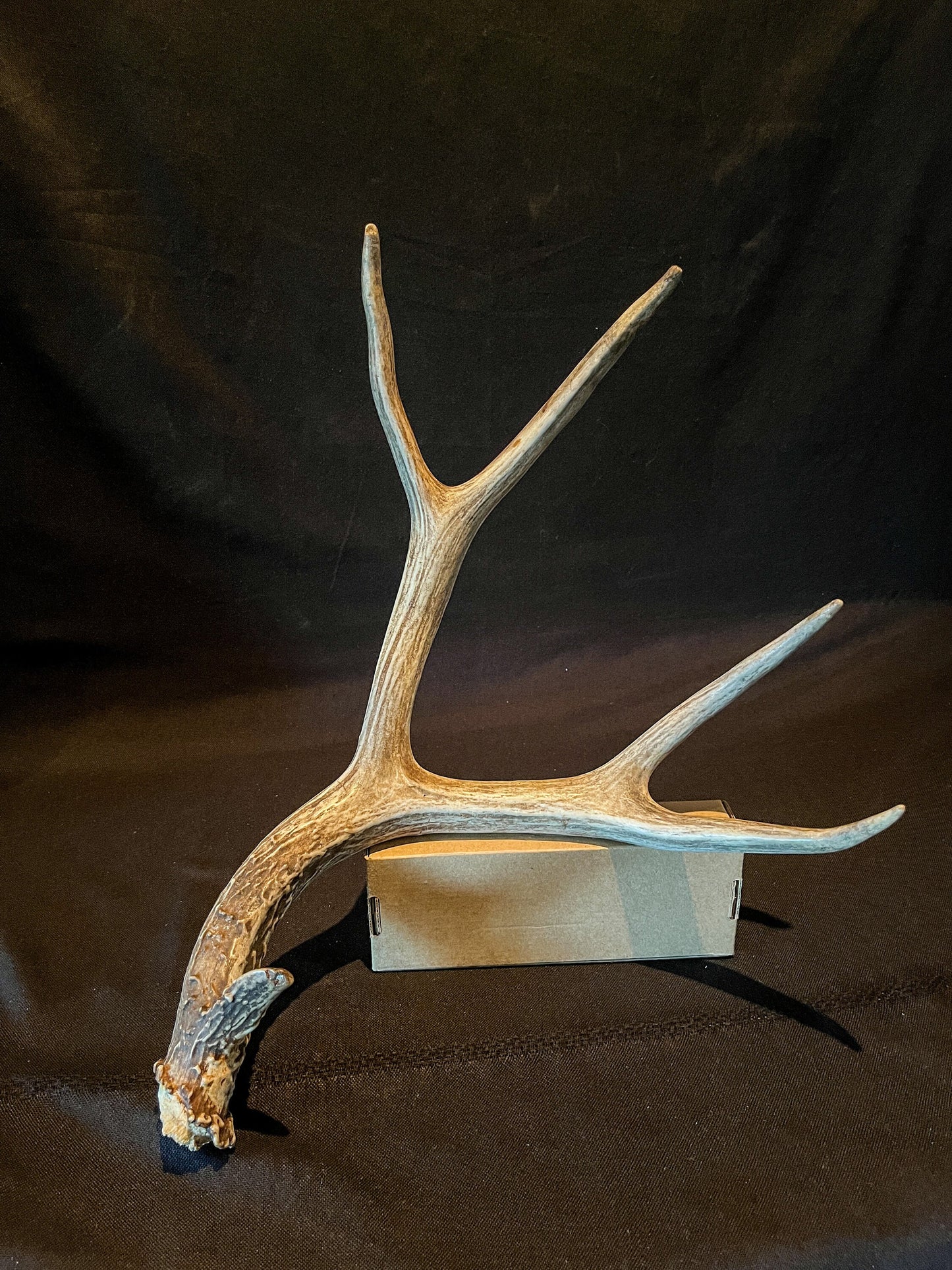 Large Fresh Mule deer antler. Bold, Brown. Old, Large, and Rustic style decoration.