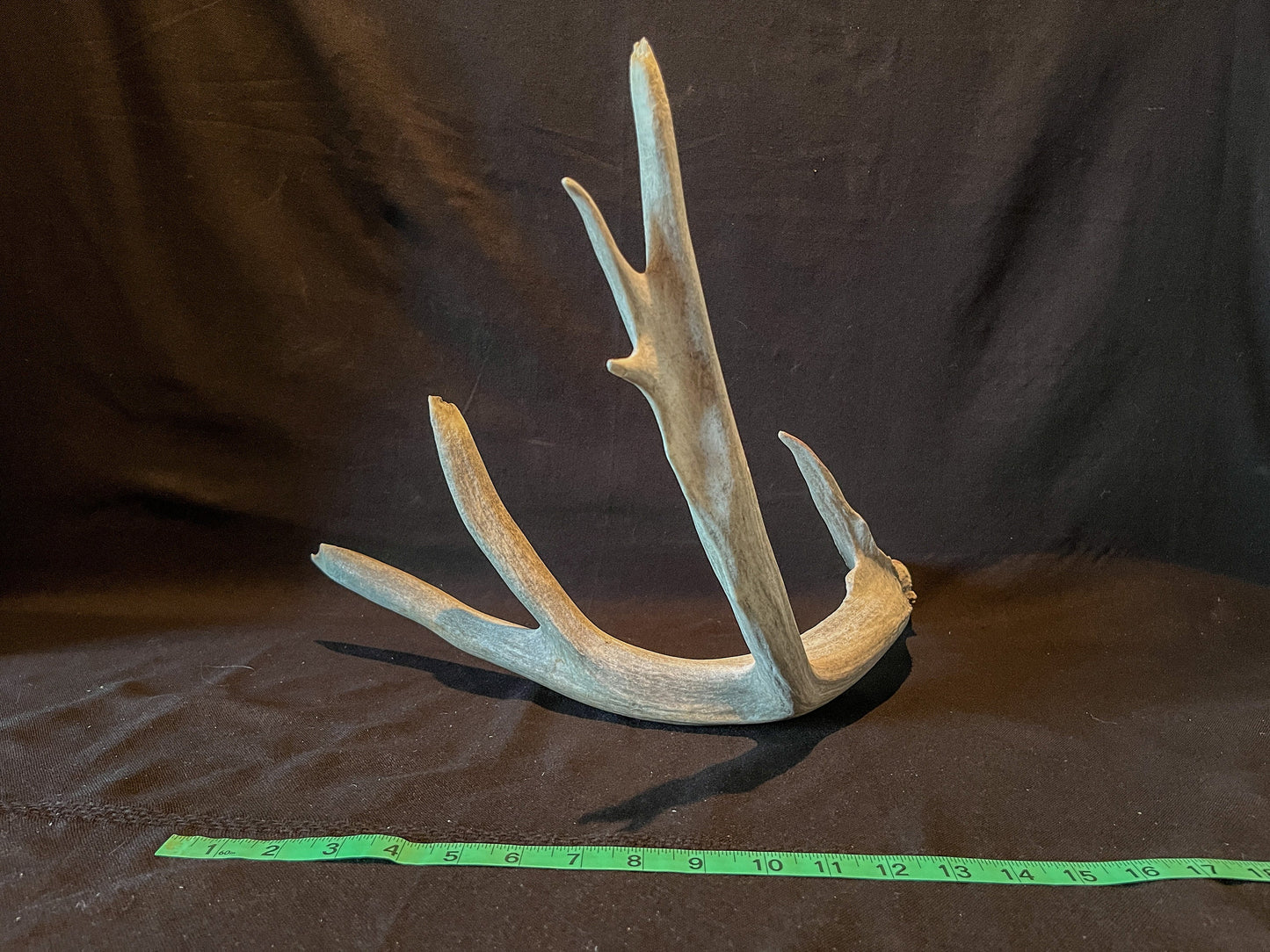 Deer Antler - Huge deer Antler. Beautiful nature-themed decor piece.