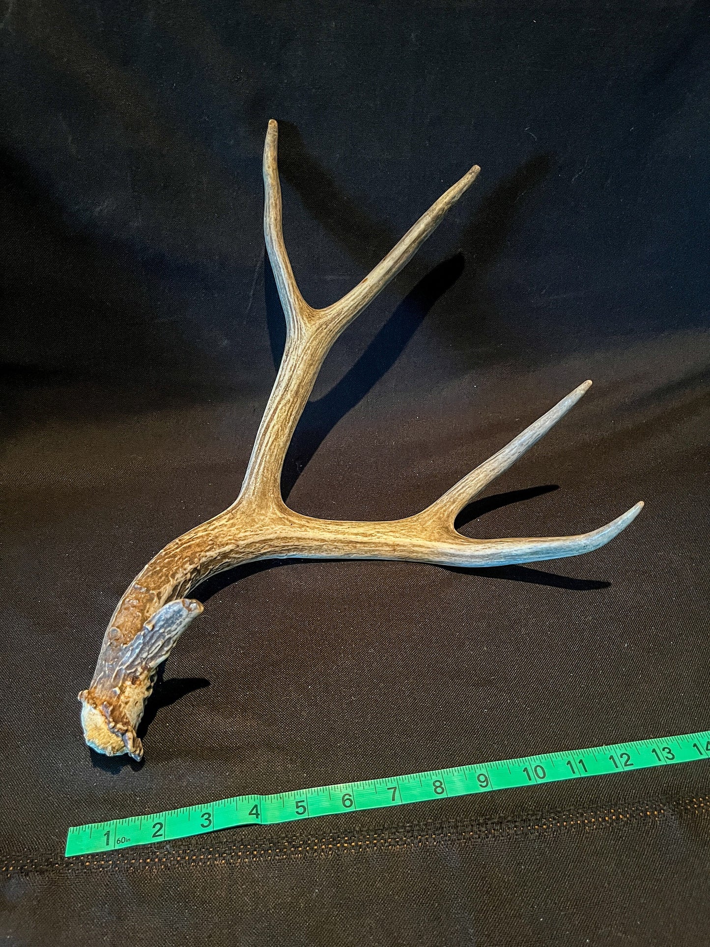 Large Fresh Mule deer antler. Bold, Brown. Old, Large, and Rustic style decoration.