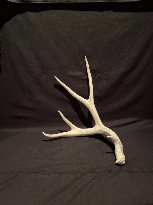 Huge Mule Deer Antler. Antler. Crafting, Deer horn, Decoration.