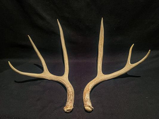 Deer antlers. Mule deer Antler Pair. Matching symmetrical deer antlers.