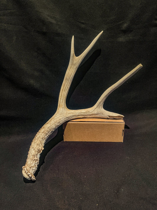 Big Broken Deer Antler. Mule Deer Horn/Antler, Cabin, Rustic style decoration and crafting.