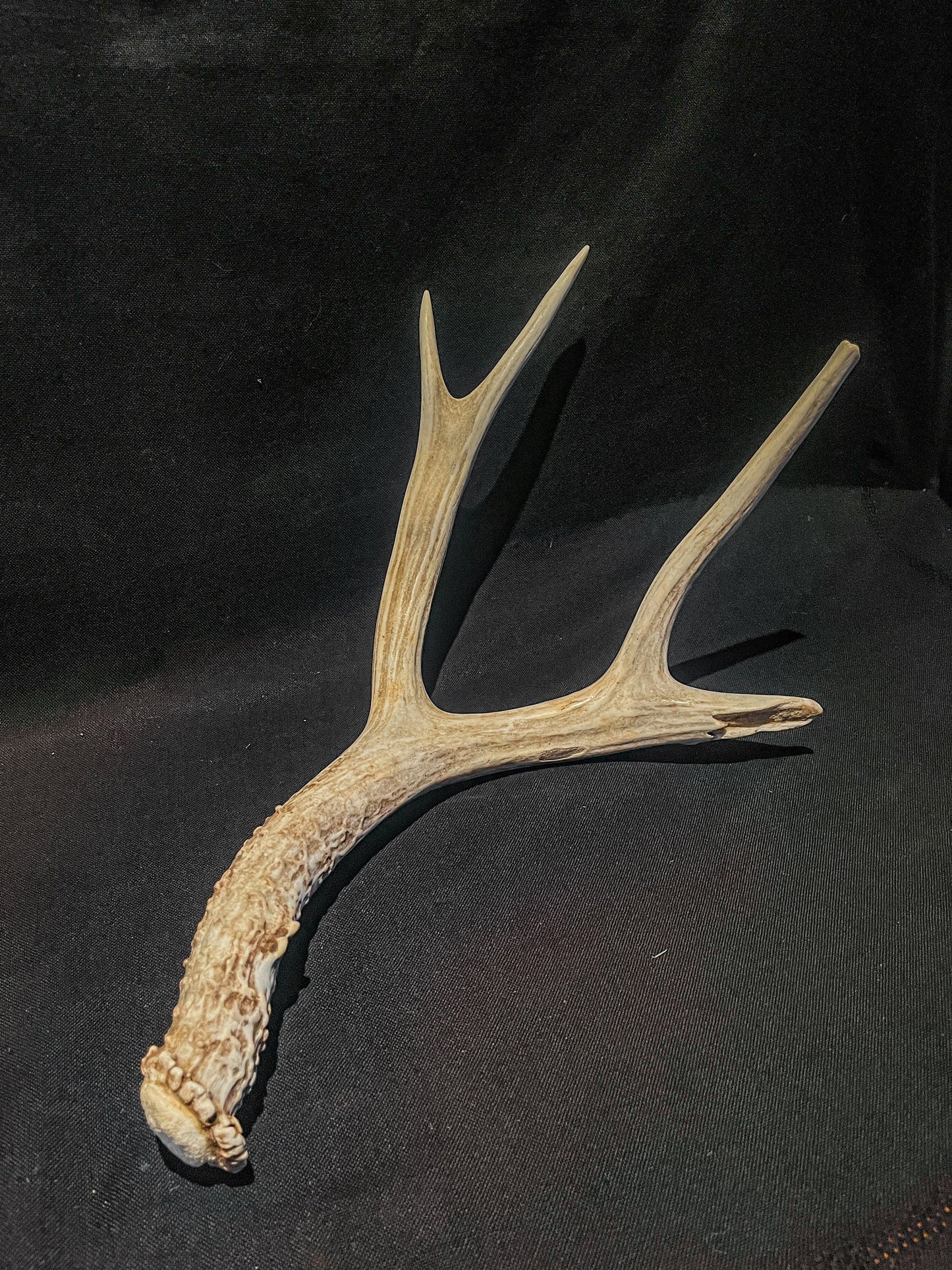 Big Broken Deer Antler. Mule Deer Horn/Antler, Cabin, Rustic style decoration and crafting.