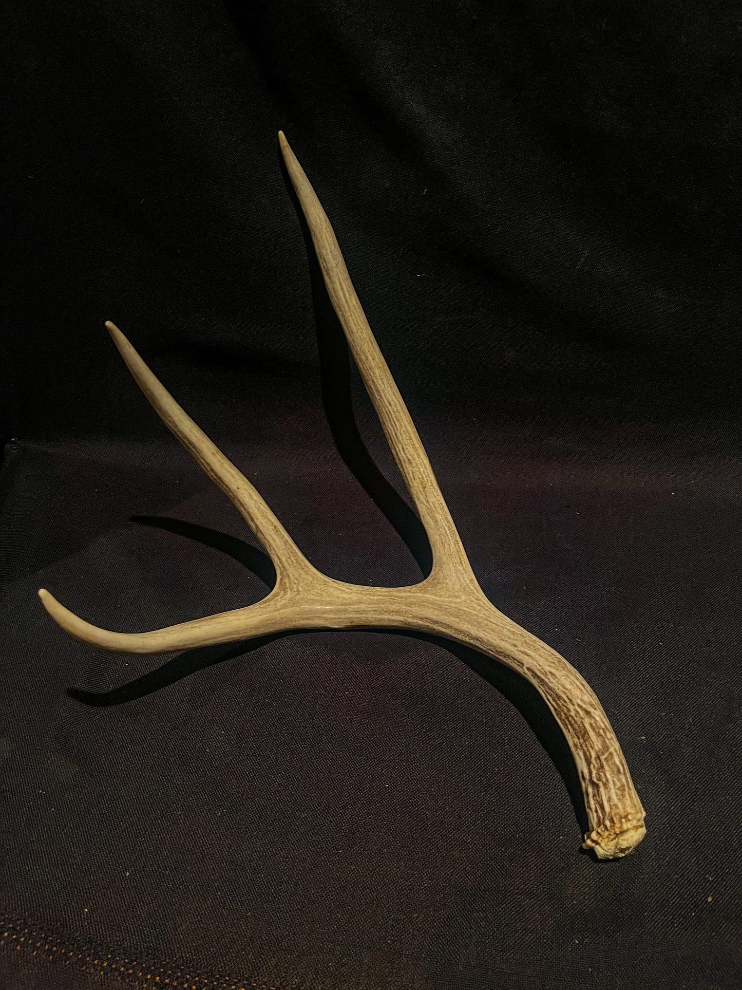 Deer antlers. Mule deer Antler Pair. Matching symmetrical deer antlers.