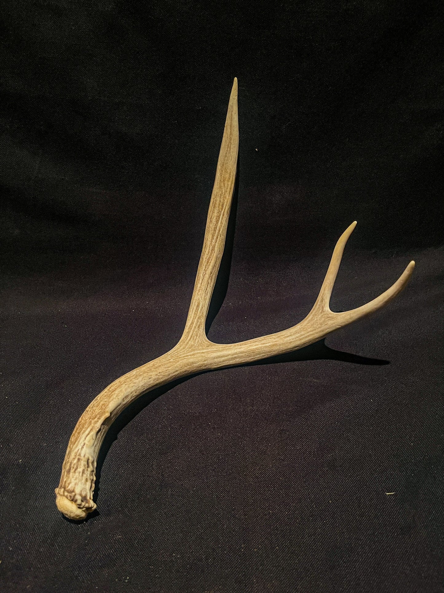 Deer antlers. Mule deer Antler Pair. Matching symmetrical deer antlers.