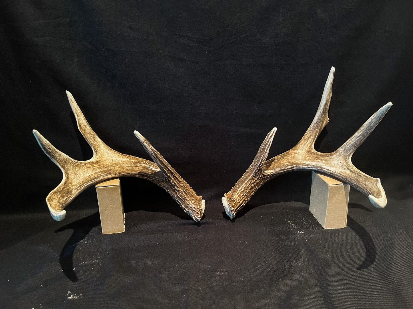 Deer Antlers - unbelievable mass! Whitetailed deer matching set. A big Wild Canadian Buck