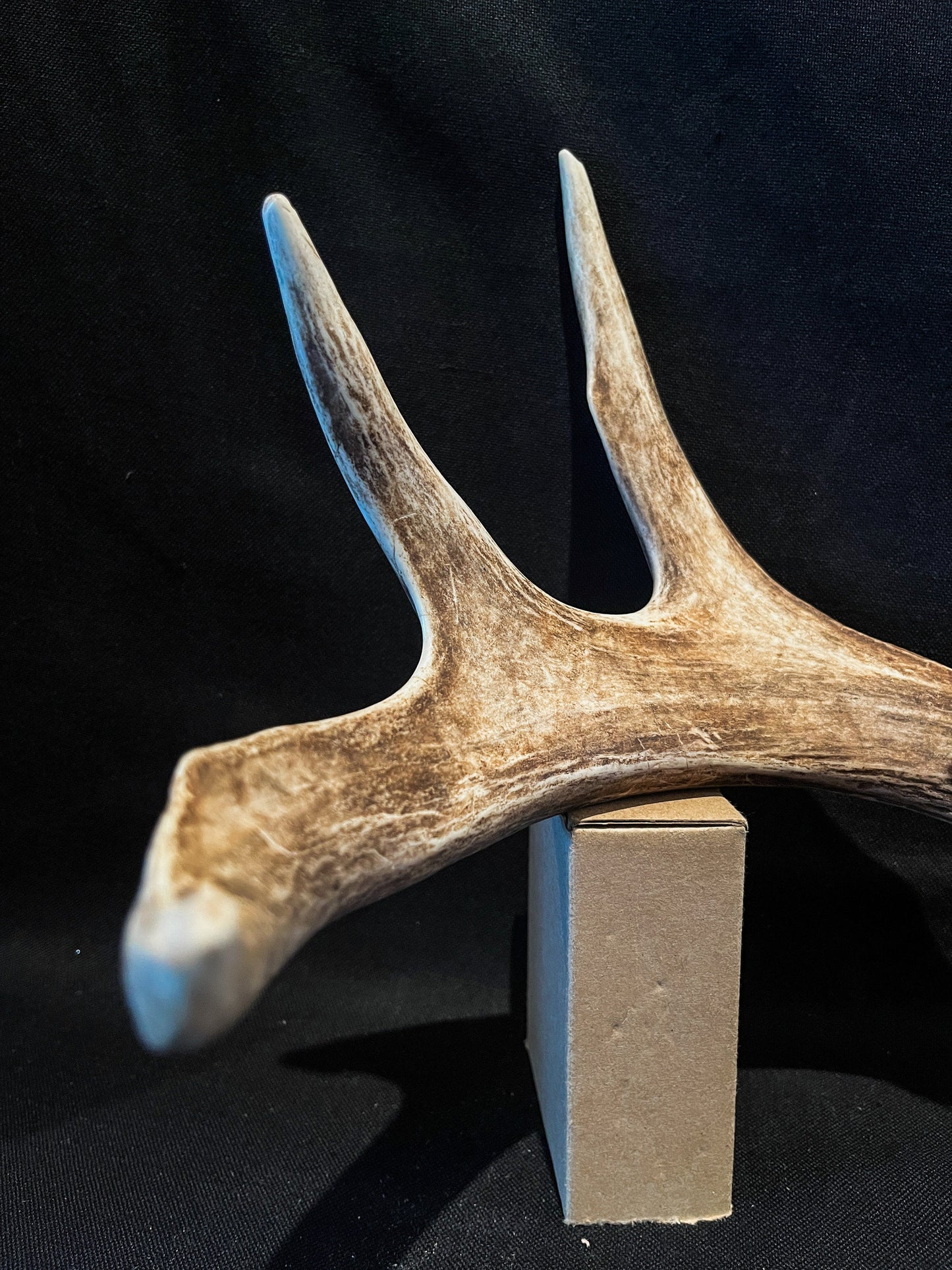 Deer Antlers - unbelievable mass! Whitetailed deer matching set. A big Wild Canadian Buck