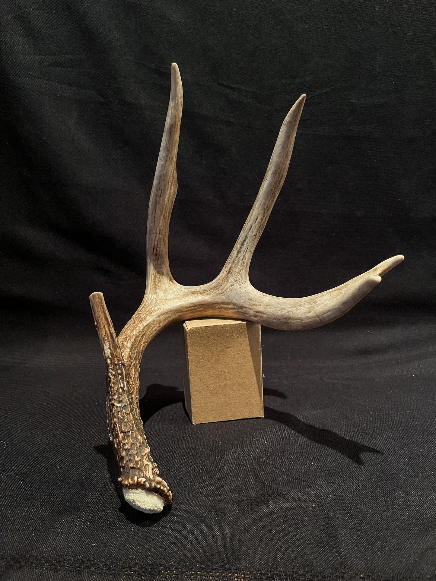 Deer Antler - classic large White-tailed deer Antler. Super fresh. Stunning wild deer antler for decor, design, crafting and more