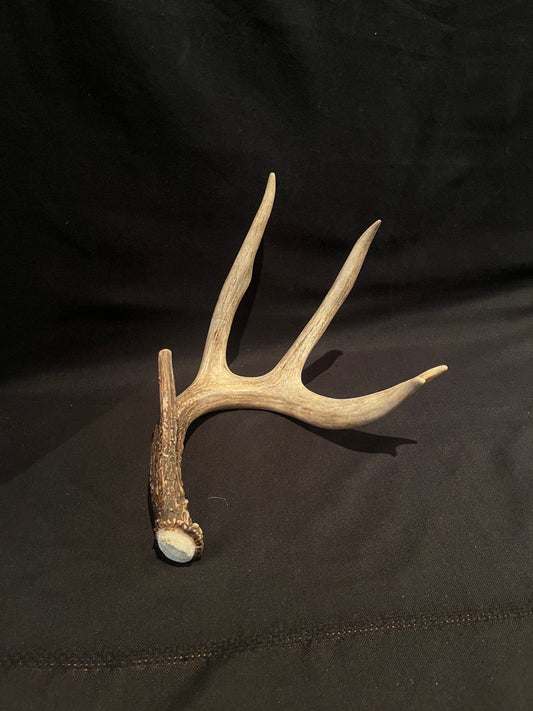 Deer Antler - classic large White-tailed deer Antler. Super fresh. Stunning wild deer antler for decor, design, crafting and more