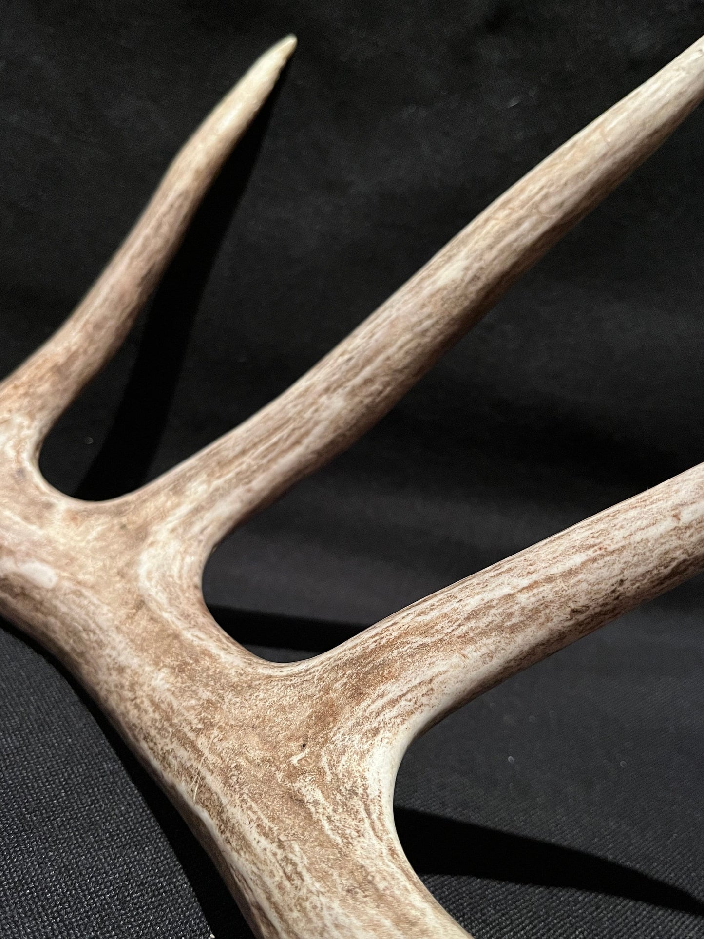 Deer Antler - Classic White-tailed deer Antler. Extra Large and Fresh. Stunning wild deer antler for decor, design, crafting and more