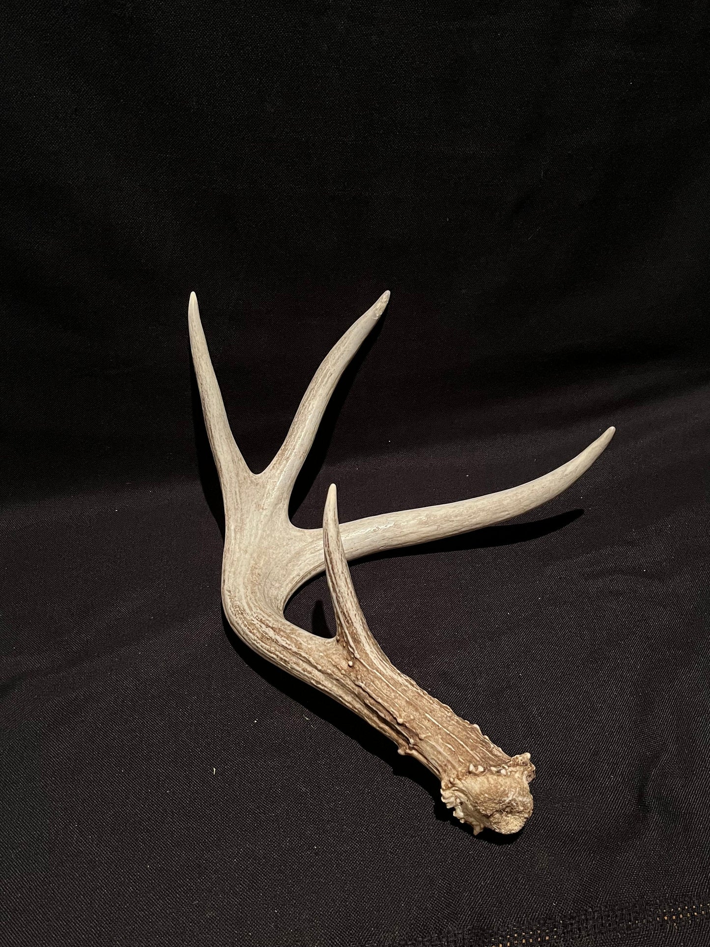 Deer Antler. Unusual decor antler, strange style, display, crafting and more. Terrarium. Antler/Horn