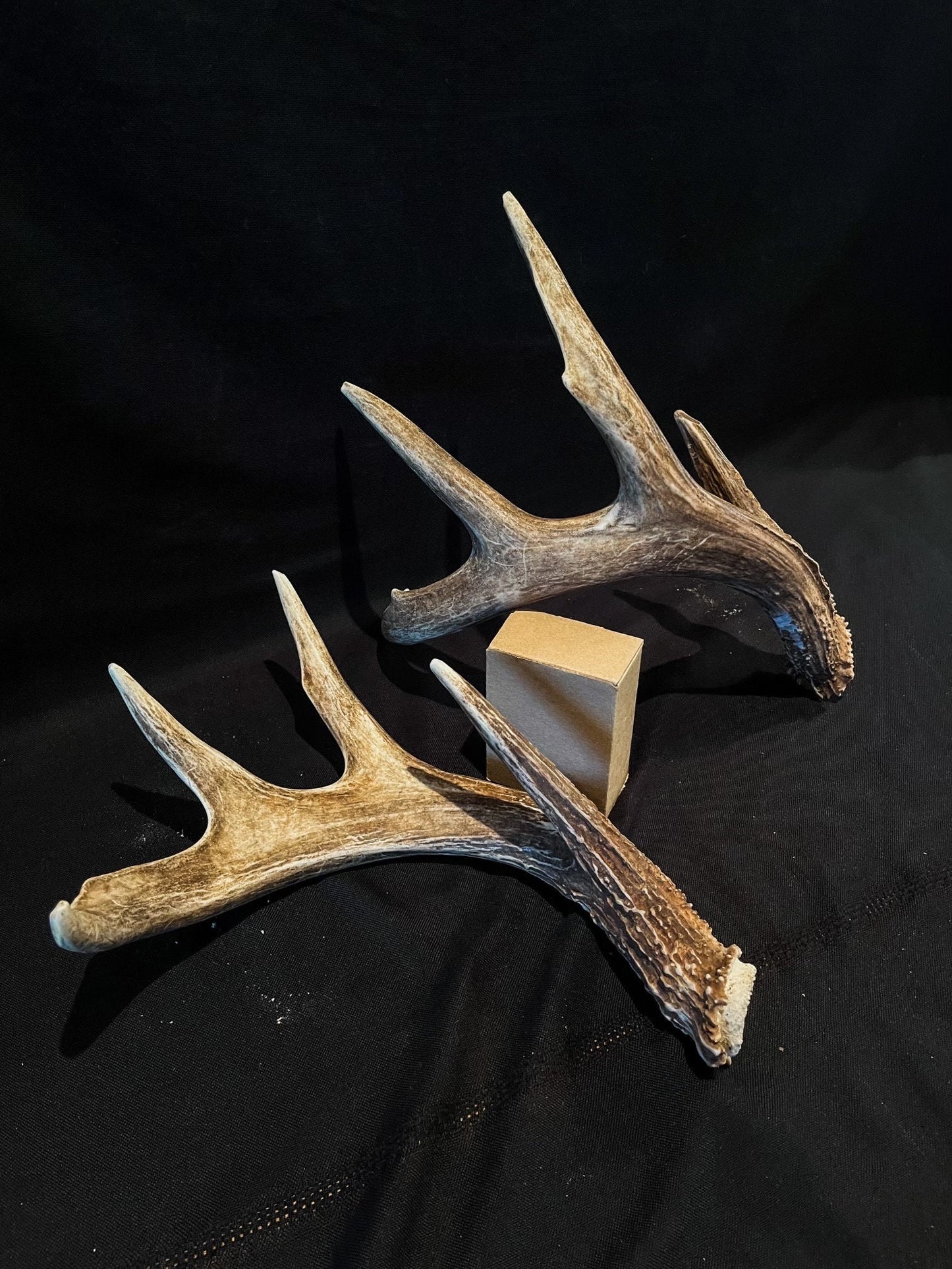 Deer Antlers - unbelievable mass! Whitetailed deer matching set. A big Wild Canadian Buck