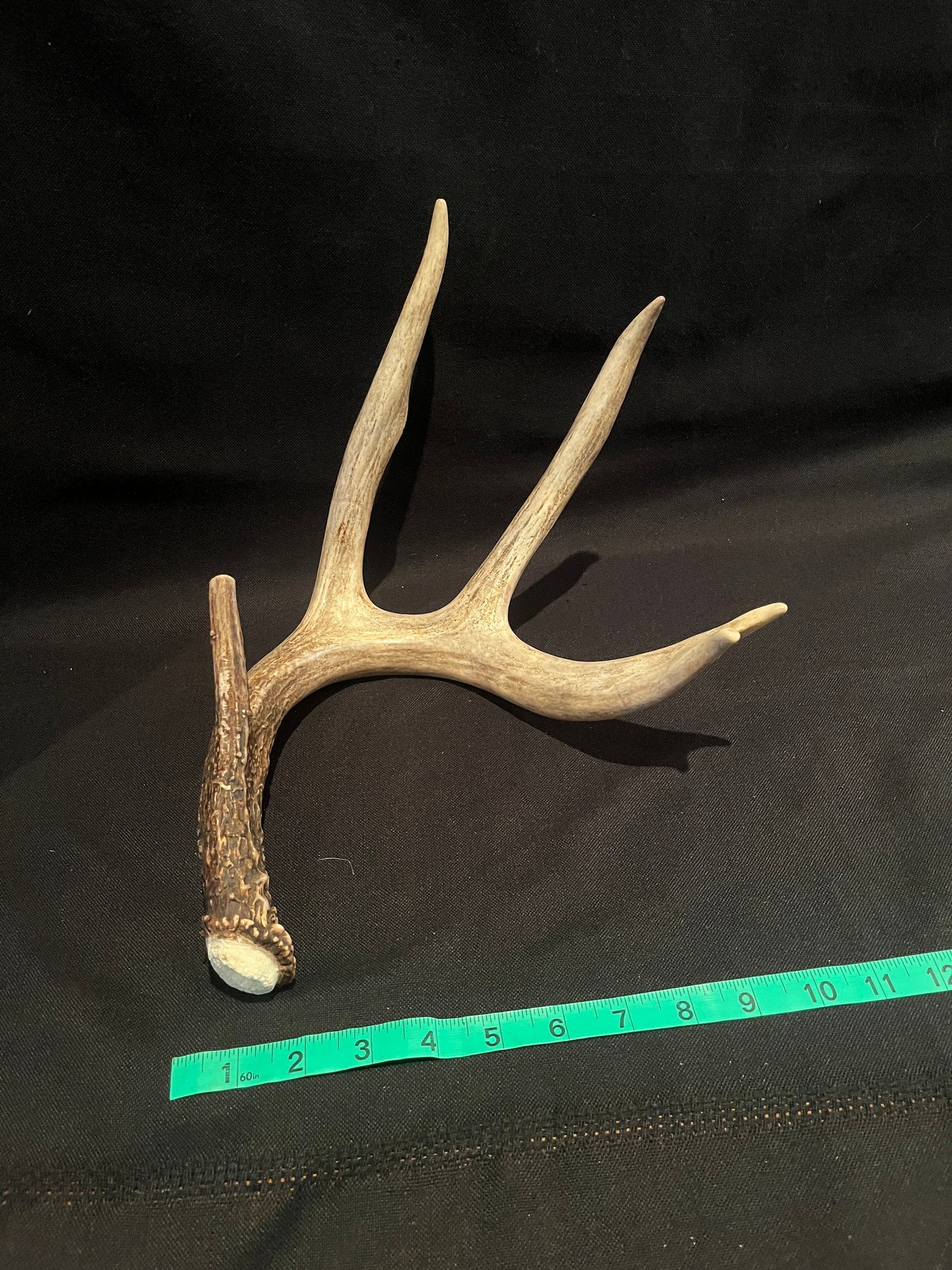 Deer Antler - classic large White-tailed deer Antler. Super fresh. Stunning wild deer antler for decor, design, crafting and more