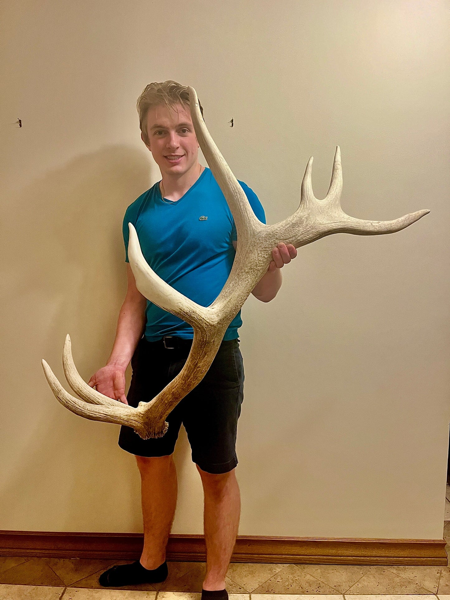 GIANT Elk Antler, Natural Shed from a Wild Canadian Bull Elk. Incredibly Rare find. Crafting and Decor