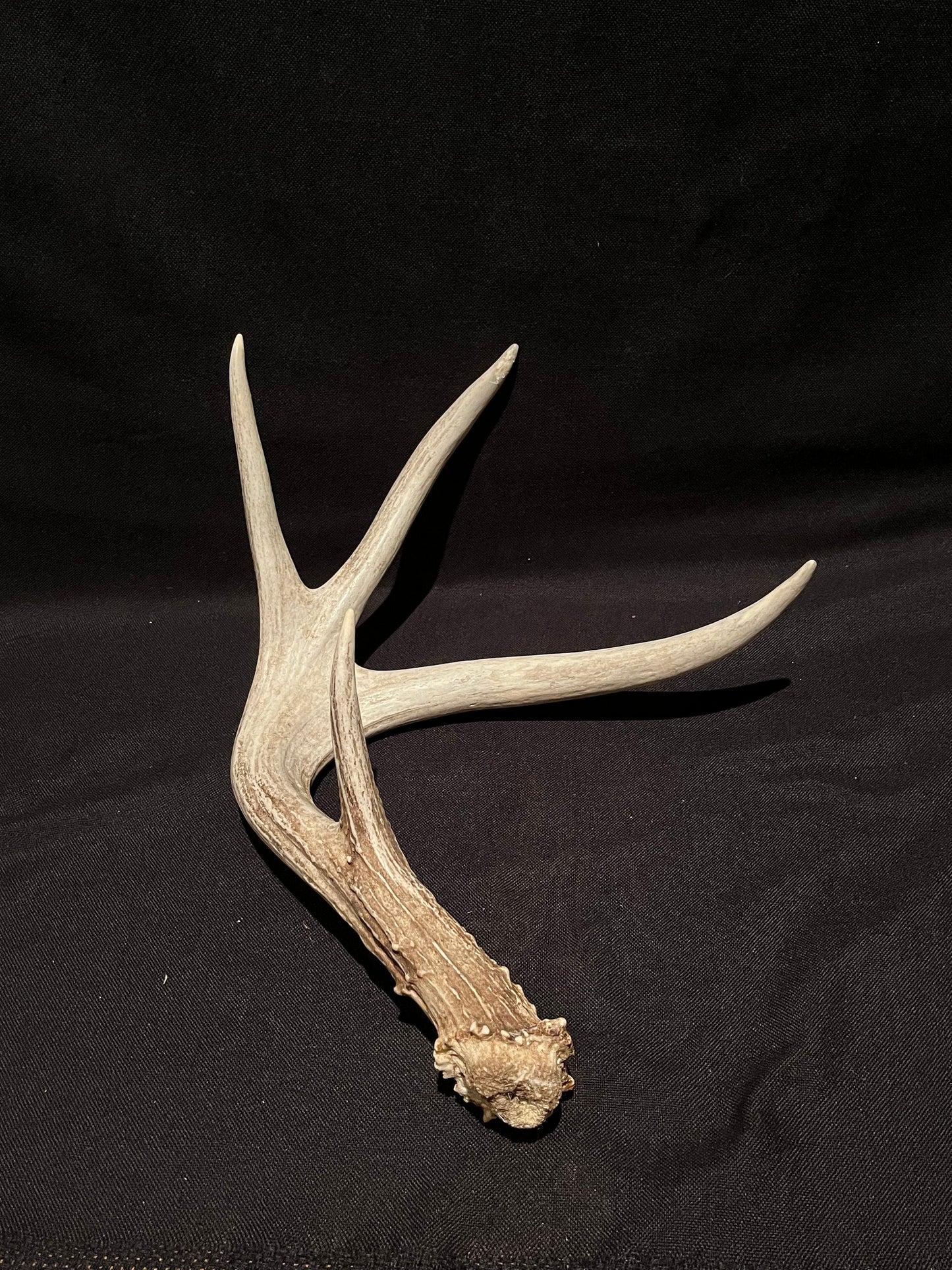 Deer Antler. Unusual decor antler, strange style, display, crafting and more. Terrarium. Antler/Horn