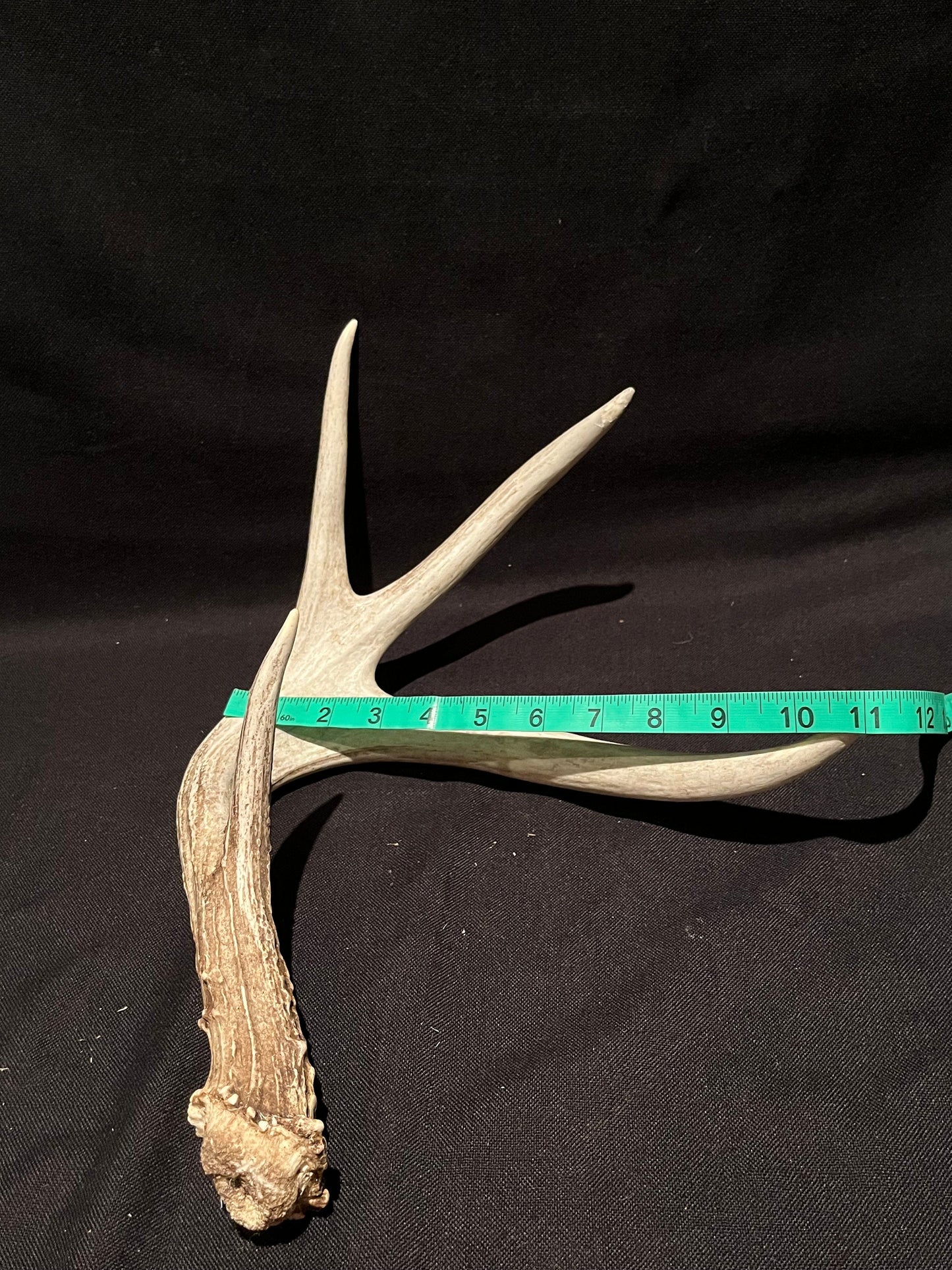 Deer Antler. Unusual decor antler, strange style, display, crafting and more. Terrarium. Antler/Horn