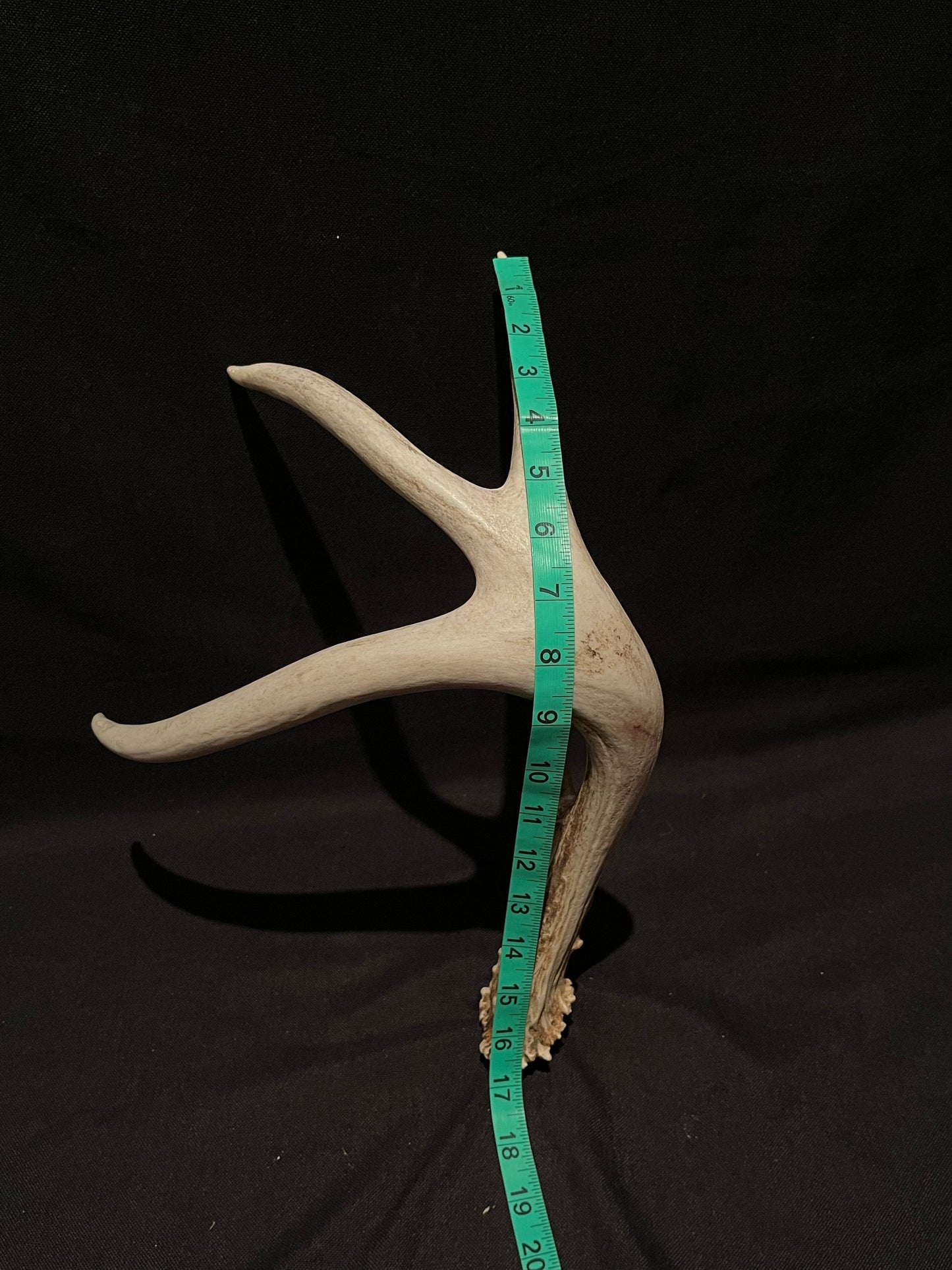 Deer Antler. Unusual decor antler, strange style, display, crafting and more. Terrarium. Antler/Horn